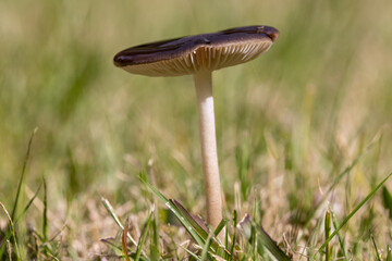 Single Toadstool standing in grassy field