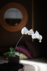 White orchid house plant decorated in a luxury home. 