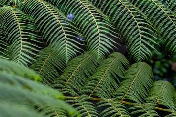 beautiful Green fern frond. selective focus