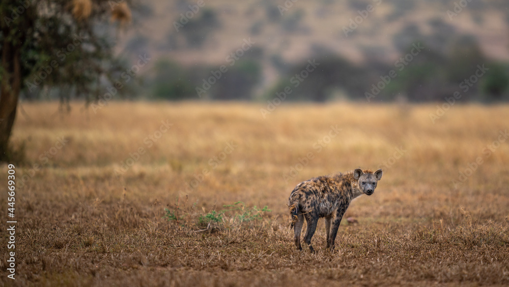 Canvas Prints Selective focus shot of a lion hunting for food in the afternoon in Tanzania