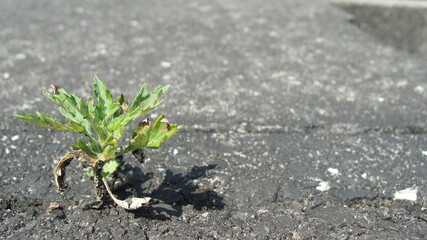 アスファルトの隙間と小さな野草