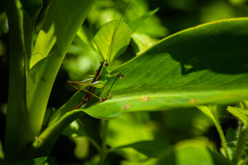 Green and red cricket posing on a green leaf.