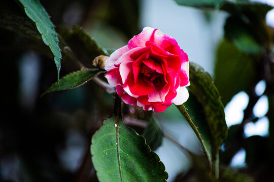 Red and white rose with dark green leaves.