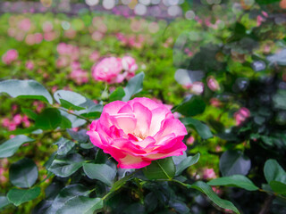 春の庭園に咲くバラの花
