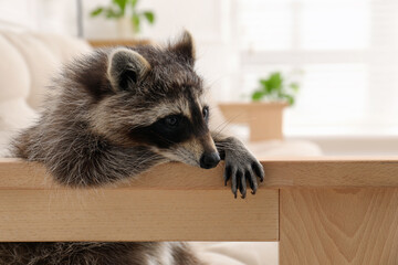 Cute funny raccoon resting on sofa indoors © New Africa