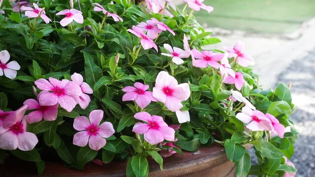 selective focus of Periwinkle Rose in plant pot