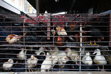 Chicken in cages at a market stall, an industrial farm in Thailand, Animal and agribusiness, Food...