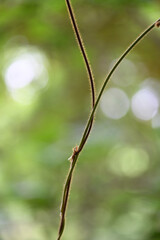 vine stems 