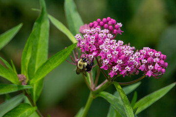 Macro abstract view of a bumblebee feeding on the flower blossoms of a beautiful rosy pink swamp milkweed plant (asclepias incarnata), with defocused background
