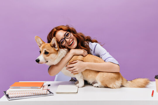 Pretty woman hugging corgi and posing at office. Smiling girl in eyeglasses and lilac shirt higs dog on purple background..