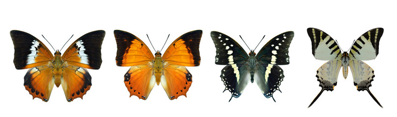 collection of beautiful butterflies, common tawny rajah, black rajah, five-bar swordtail in original color profile
