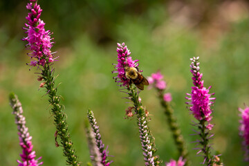 Obraz premium Abstract macro view of a bumblebee feeding on the flower blossoms of a spiked speedwell (veronica spicata) plant, with defocused background