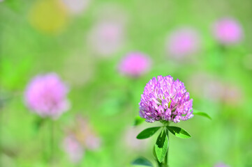 Fototapeta premium アカツメグサ(Red clover)