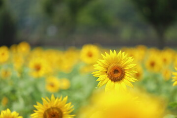青空とひまわり