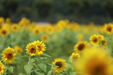 青空とひまわり