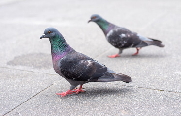Pigeon looking for food