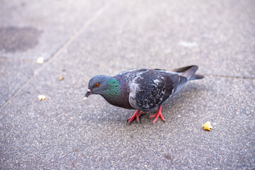 Pigeon looking for food