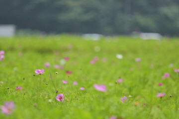 コスモスの花