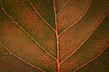 Red and orange leaf with light structures