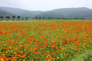 キバナコスモス