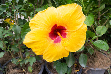 Garden plants nature background  of green leaves
