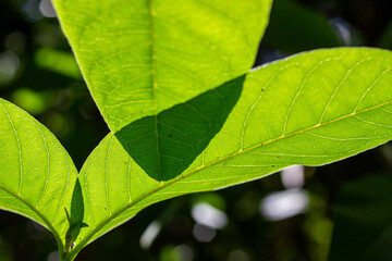 the leaves of the guava tree where the sun's rays penetrate the leaves