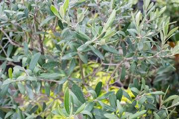Garden plants nature background  of green leaves