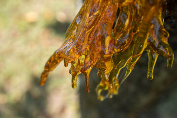 Resin on a cherry tree