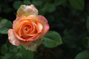 Beautiful blooming coral rose on blurred background, closeup. Space for text