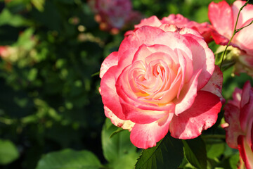 Beautiful blooming pink rose outdoors on sunny day, closeup. Space for text