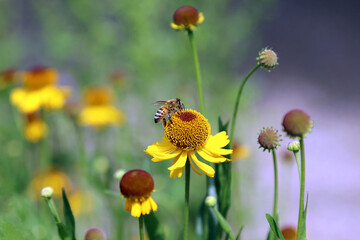 Yellow and brown flowers Bigelow's sneeze weed (Helenium bigelovii  in the Sunflower Family) in the summer garden. The European honey bee (Apis) - flying insect.