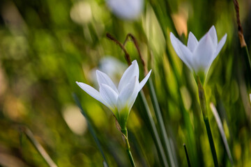 lily flower