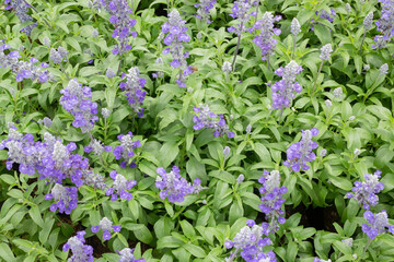 Garden plants nature background  of green leaves