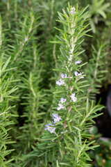 Garden plants nature background  of green leaves