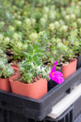 Garden plants nature background  of green leaves