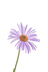 flower on the white background