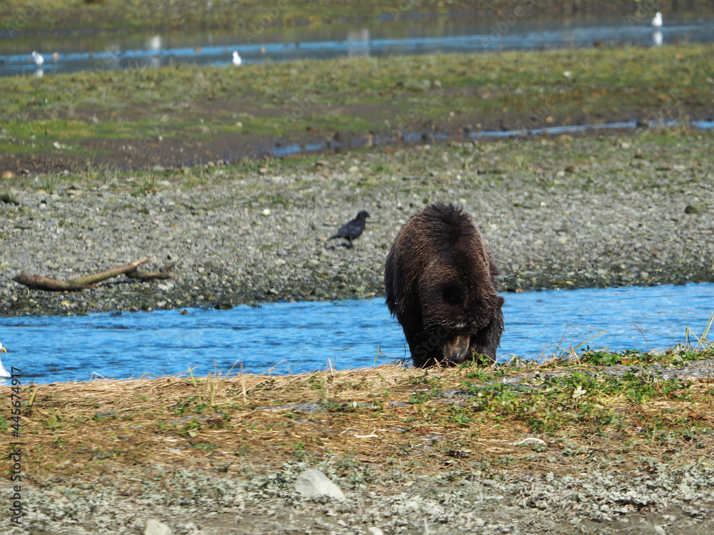 Sticker Cute view of a brown bear walking on the land near the water