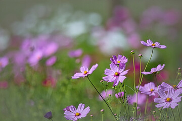 秋の花と風景は色とりどりのコスモス畑
