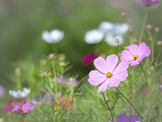 秋の花と風景は色とりどりのコスモス畑