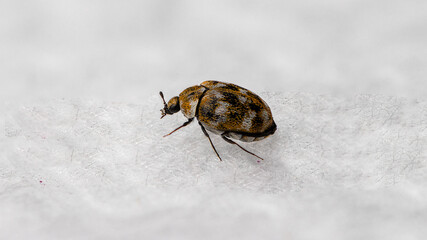 Macro shot of a carpet beetle isolated on a white background - obrazy, fototapety, plakaty