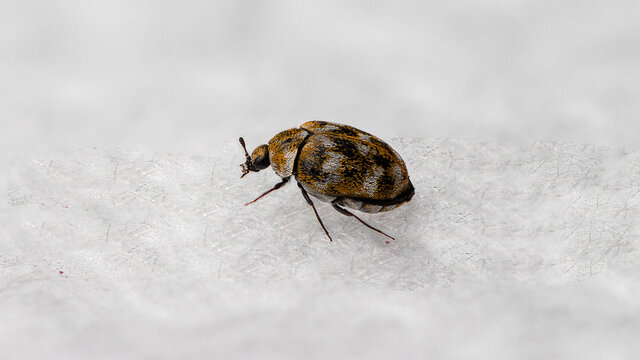 Macro shot of a carpet beetle isolated on a white background