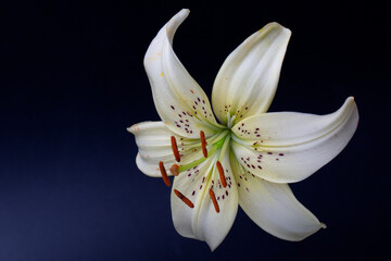 Elegant cream or white lily (lance-shaped lily) close-up on a dark black background. A minimalistic photo for a poster.