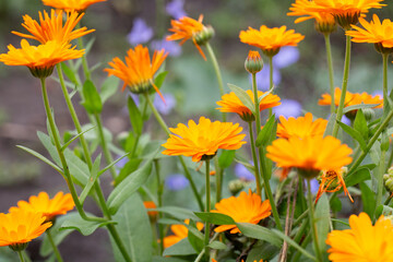 Orange flower of the pharmacy calendula blooming on a natural green background in the garden or in the field. Medicinal calendula.