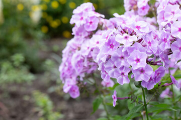 Purple flame flowers of phlox (Phlox paniculata).