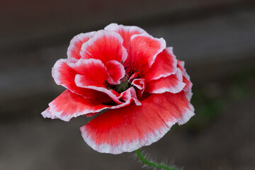 One Blooming red poppy in the garden