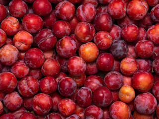 Background of cherry plum in different shades in full screen. Autumn wallpaper made of exotic southern fruits. The concept of harvesting.