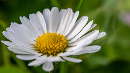 Eine sch&ouml;ne Blume in der Nahaufnahme!