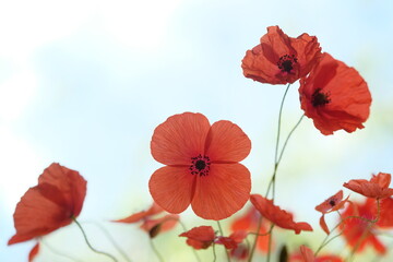 Obraz na płótnie Canvas Red poppies in the field, under the blue sky