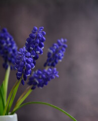 Bouquet of mascari flowers. Blue inflorescences on green stems.