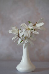 White magnolia flowers in a tall white vase.